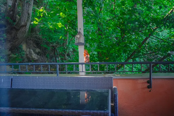 stock image Cute Red Squirrel Eating a Peanut Outdoors on a Railing of the Garden Fence