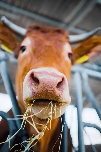 stock image Portrait of a Brown Cow Eating Hay