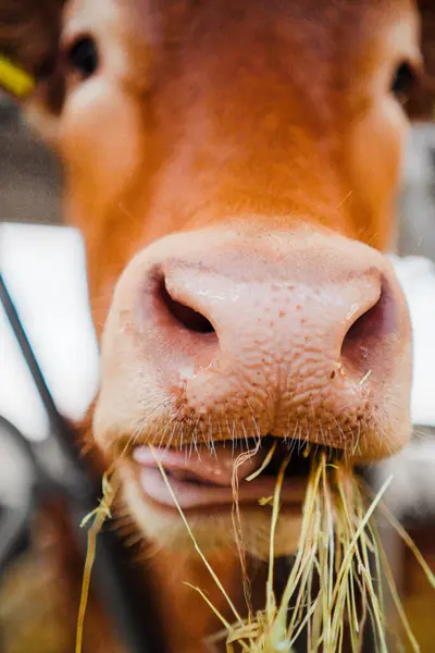 stock image Cow Snout Eating Hay Showing its Tongue