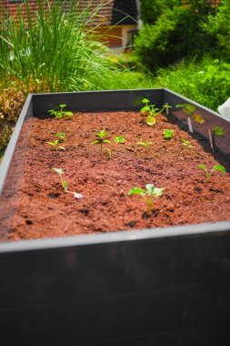 Seedling in Ground Soil in Raised Garden Yatağı in Garden Environment