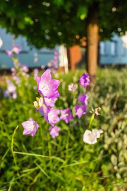 Güzel Violet Lavanta Çiçeği Ağacın yanındaki bir bahçe bahçesinde çiçek açıyor