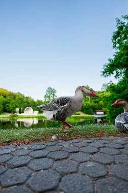 Greylag Kaz Sıcak Yaz Gününde Doğadaki Areen Parkı 'nda Nehrin Önünde Duruyor