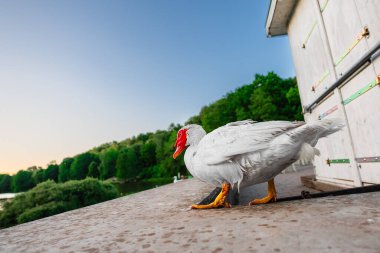 White Muscovy Duck Walking Aroung Showing its Tail in a Park Environment clipart