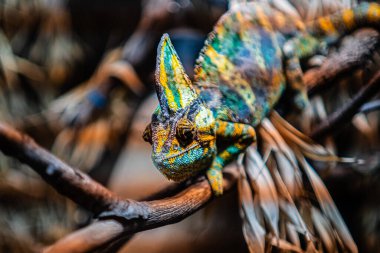 Bright Colorful Cameleon Walking on a Wooden Stick in a Reptile Terrarium clipart