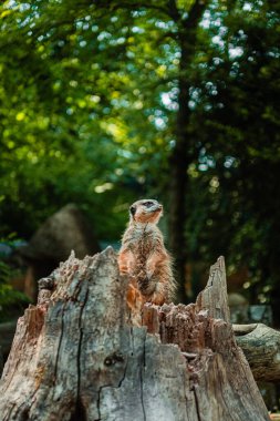 Meerkant nöbette oturuyor Bir sandıkta oturuyor