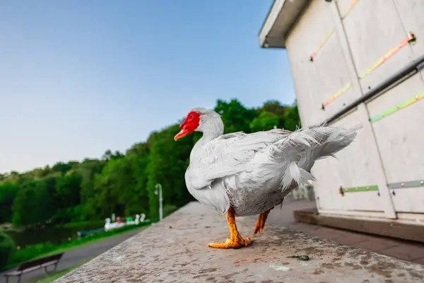 Stock image White Muscovy Duck Tail Tip