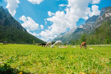 Majestic Alp Dağı Manzarasında Alpaka Grubu