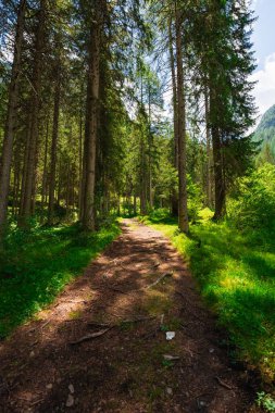 Kara Orman Dağ Manzarasında Bir Orman Yolculuğunda Yürüyüş Yolu
