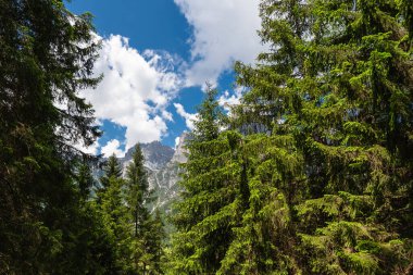 Alplerdeki kozalaklı bir ormanın içinden bak