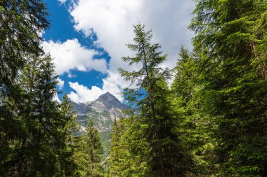 Alplerdeki kozalaklı bir ormandan manzara görüntüsü