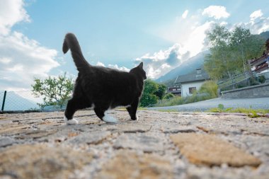 Kahraman Pozitin 'de Siyah ve Beyaz Kedi Dağ Manzarasına Bakıyor