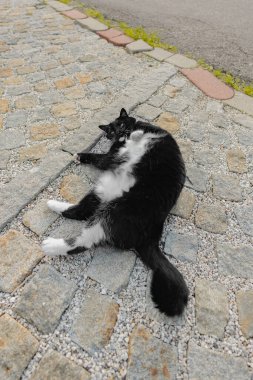 Kara ve Beyaz Kedi Yere uzanmış Göbeğini gösteriyor