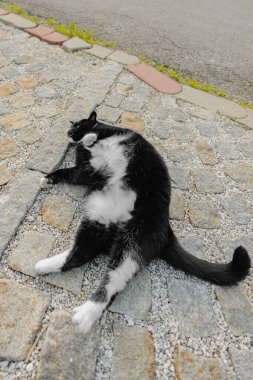 Siyah ve Beyaz Kedi Sırtüstü uzanmış yerde