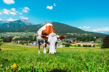 Sıcak, güneşli bir yaz gününde, bir dağ manzarasında yeşil bir çayırda otlayan inek.