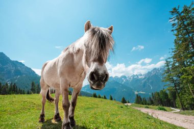 Meraklı Dole Horse Alplerdeki bir tarlada saçla ilgileniyor. Sıcak bir yaz gününde çimlerin üzerinde güçlü ve görkemli duruyor.