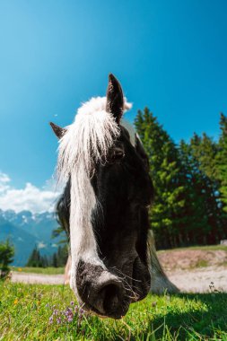 Black and White Heavy Draft Horse on a Green Pasture Field Close Up on a bright sunny summer day in the swiss alps clipart