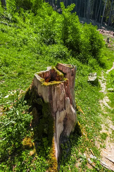 stock image Cut Wooden Trunk of a Tree Stump in the Woods