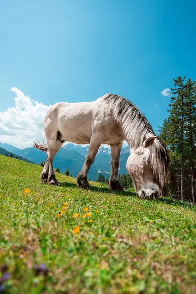 stock image Grazing Horse on the Green Pasture Field in the Swiss Mountains