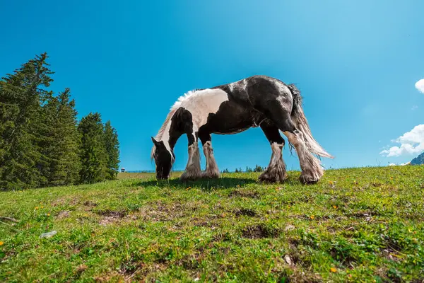 stock image Black and White Heavy Draft Horse on a Green Pasture Field on a bright sunny summer day in the swiss alps