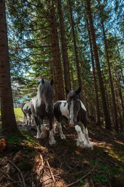 stock image Black and White Cold Blooded Draft Horses Walking in the Shades of a Coniferous Forest on a Hot Sunny Summer Day