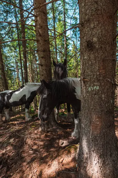 stock image Black and White Cold Blooded Draft Horses Standing in the a Forest on a Hot Sunny Summer Day