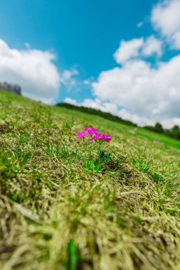 Pink Primula Sieboldii Blossom Flower Growing on a Hillside in the Mountains clipart