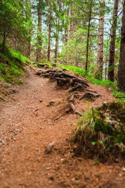 Kozalaklı Orman Yolu Ağaçlar Yolculuğa Çıkıyor
