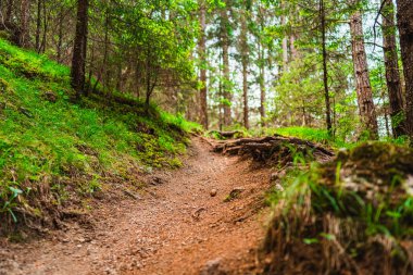 Kozalaklı Orman Yolu Ağaçlar Yolculuğa Çıkıyor