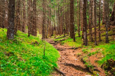 Kozalaklı Orman Yolu Ağaçlar Yolculuğa Çıkıyor