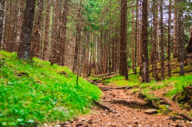Kozalaklı Orman 'da Kara Orman Yolu Ağaçlar Maceralı Yolculuğa Çıkıyor
