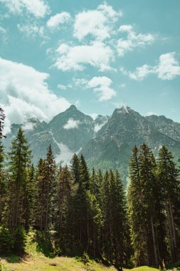 Güneşli bir yaz gününde kozalaklı bir ormanda Güzel Dağ Manzarası Mavi Gök ve Beyaz Bulutlu Karlı Dağlar Zirvesi 'ne bakıyor