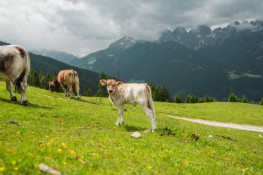 Güzel Dağ Manzarası 'nda Yeşil Çimen Çayırı' nda duran şirin beyaz inek bulutlu bir yaz gününde meraklı ve ilgili görünüyor.