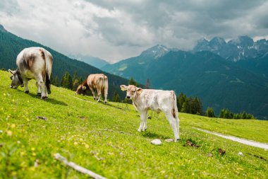 Dağ manzarasında çayırda duran şirin beyaz inek yavrusu.