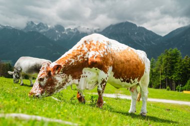 Beyaz ve Kahverengi Benekli İnek, Swizerland 'de Bulutlu Bir Yaz Günü' nde Diğer İneklerle Dağ Manzarası 'nda Yeşil Çimenler Çayırında otluyor.
