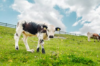 Siyah ve Beyaz Boğa Otlakta Meraklı Bakışlar