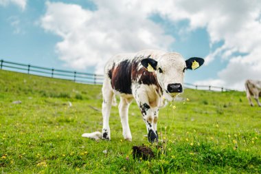 Siyah ve Beyaz Boğa Otlakta Meraklı Bakışlar