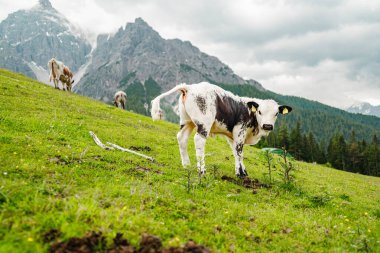 Siyah ve Beyaz Boğa İnek Dağlardaki çayıra işiyor