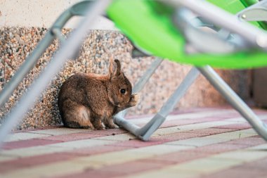 Cute Brown Pygmy Rabbit Cleaning clipart