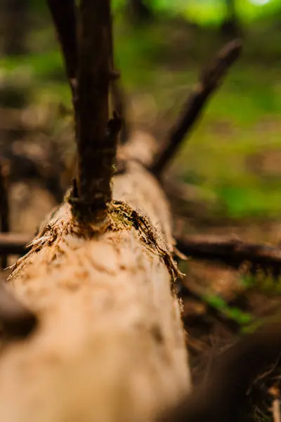 stock image Tree Trunk on Forest Ground Soil Surrounded by Nature Close Up