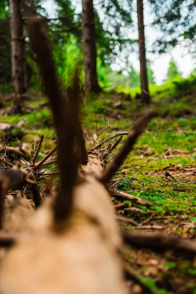 stock image Tree Trunk on Ground Soil Surrounded by Natural Moss and Nature in the Forest