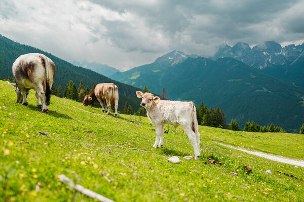 Cute White Cow Calf Standing on the Green Pasture in the Mountain Landscape