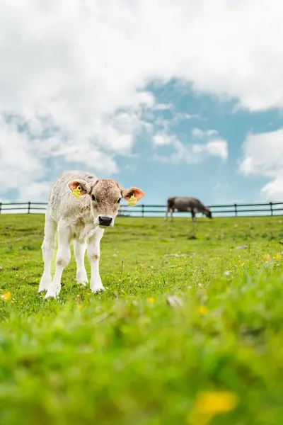 stock image Little Cow Calf Standing on the Pasture Looking Interested