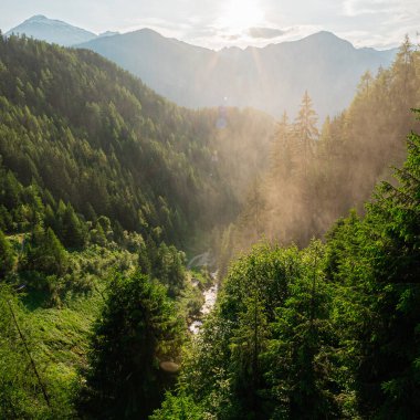 Doğal Güneş Ormanı Manzarası