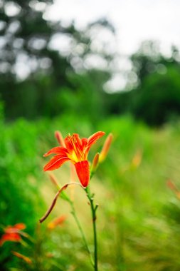 Beautiful Red and Yello Tiger Lily Lilium Lancifolium Growing on a Green Field in Nature clipart