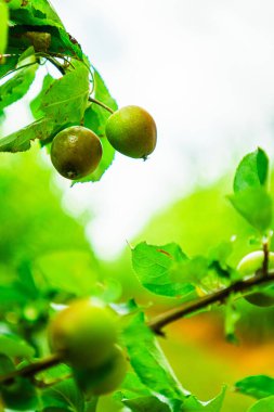Olgunlaşmamış büyüyen elmalar yalıtılmış hasat edilen bir çiftlikteki elma ağacının dalında asılı duruyor.