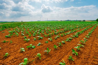 Geniş Yeşil Tarla Tarlaları Zengin Karanlık Toprak Toprakları 'ndan Yeşillik Bitkilerinin Büyümesi