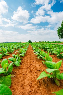 Yeşil Yeşillik Bitkilerinin Zenginler Toprağından filizlendiği Bir Tarım Alanının Tarlaları Boyunca Görünüm