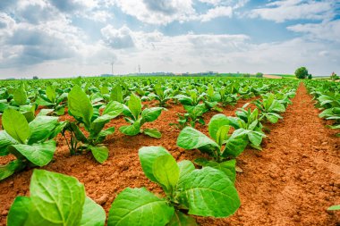 Yeşil Yeşillik Bitkilerinin Yeşilci Besleyici Topraktan filizlendiği Bir Tarla Alanının Tarlaları Sıcak Güneşli Yaz Gününde Toprak Toprağı