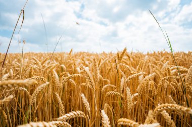 Kuyu Yetiştirme Bitkileriyle Parlak Sarı Buğday Sahası Hasat İçin Hazır