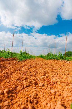 Bitkilerin büyüdüğü bir tarlanın sıraları Ahşap Sopalar Yerden Görünümlü